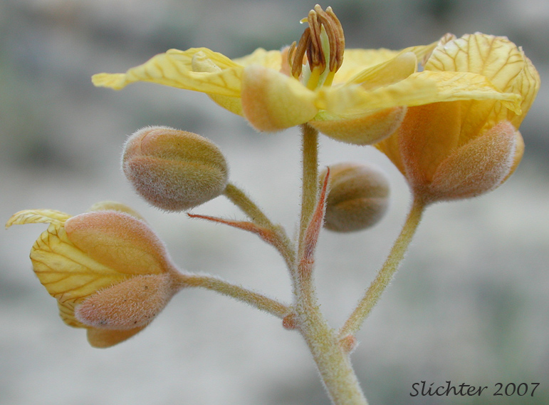 Coues' Cassia, Coue's Cassia, Cove's Cassia: Senna covesii (Synonym: Cassia covesii)