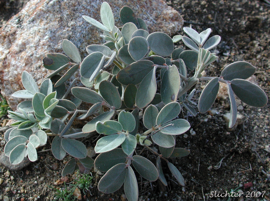 Coues' Cassia, Coue's Cassia, Cove's Cassia: Senna covesii (Synonym: Cassia covesii)