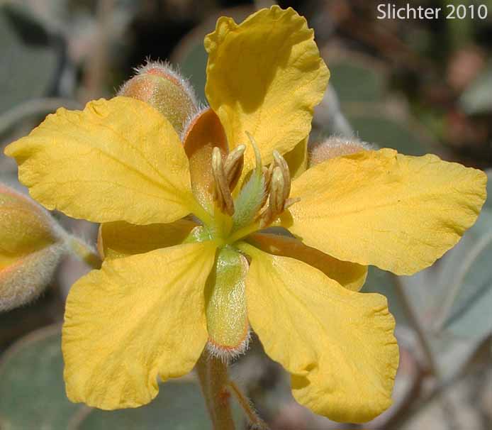 Flower of Coues' Cassia, Coue's Cassia, Cove's Cassia: Senna covesii (Synonym: Cassia covesii)