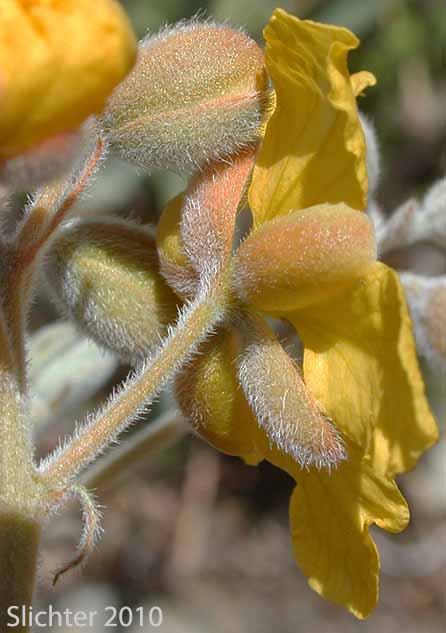 Sepals of Coues' Cassia, Coue's Cassia, Cove's Cassia: Senna covesii (Synonym: Cassia covesii)