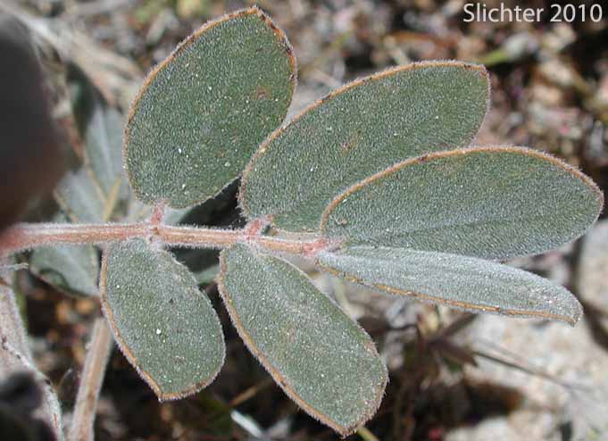 Leaf of Coues' Cassia, Coue's Cassia, Cove's Cassia: Senna covesii (Synonym: Cassia covesii)
