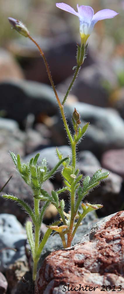 Mojave Gilia #1