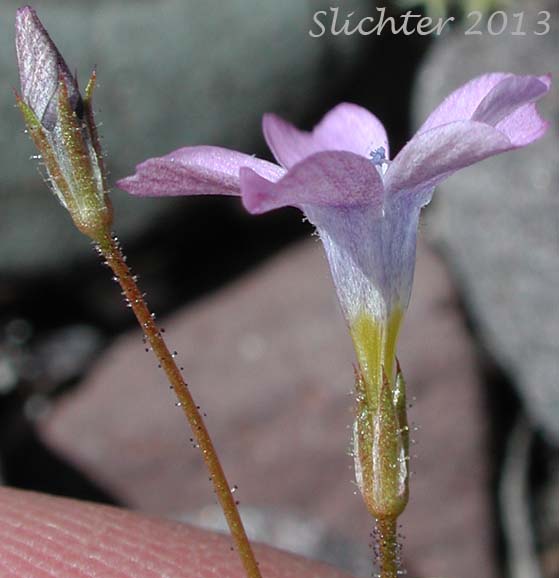 Calyx and corolla of Mojave Gilia #1