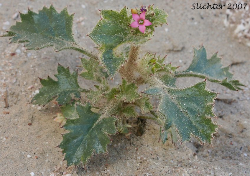 Broad-leaved Aliciella, Broad-leaved Gilia: Aliciella latifolia ssp. latifolia (Synonyms: Gilia latifolia, Gilia latifolia ssp. latifolia, Gilia latifolia var. latifolia)