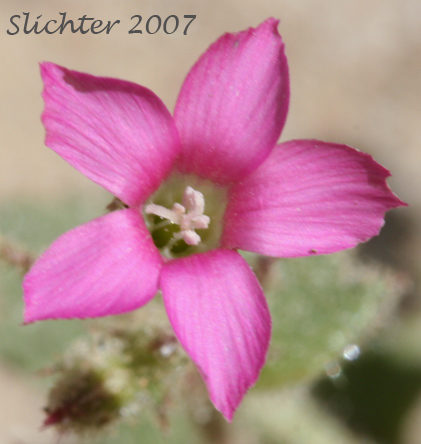 Broad-leaved Aliciella, Broad-leaved Gilia: Aliciella latifolia ssp. latifolia (Synonyms: Gilia latifolia, Gilia latifolia ssp. latifolia, Gilia latifolia var. latifolia)