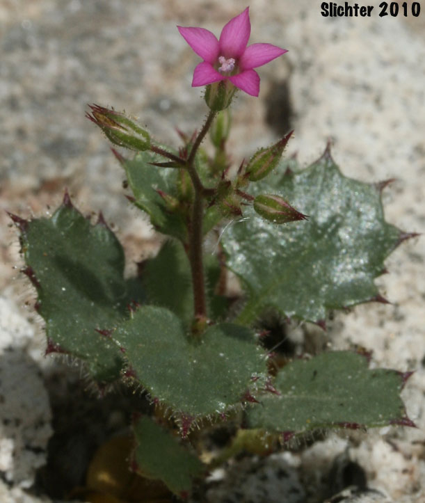 Broad-leaved Aliciella, Broad-leaved Gilia: Aliciella latifolia ssp. latifolia (Synonyms: Gilia latifolia, Gilia latifolia ssp. latifolia, Gilia latifolia var. latifolia)