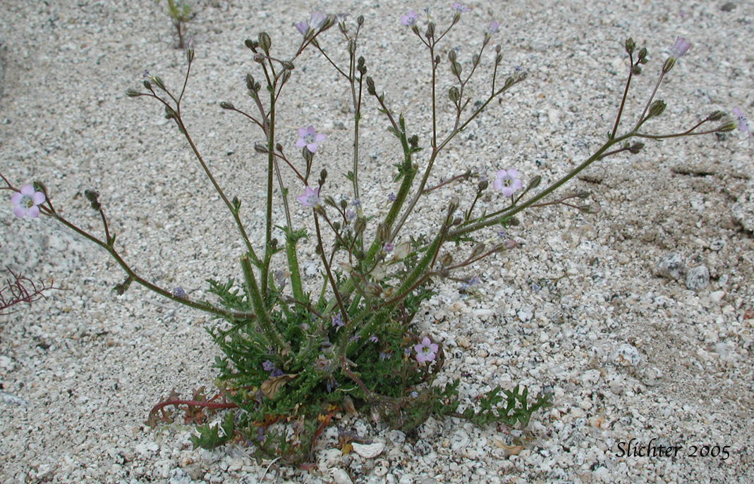 Star Gilia: Gilia stellata