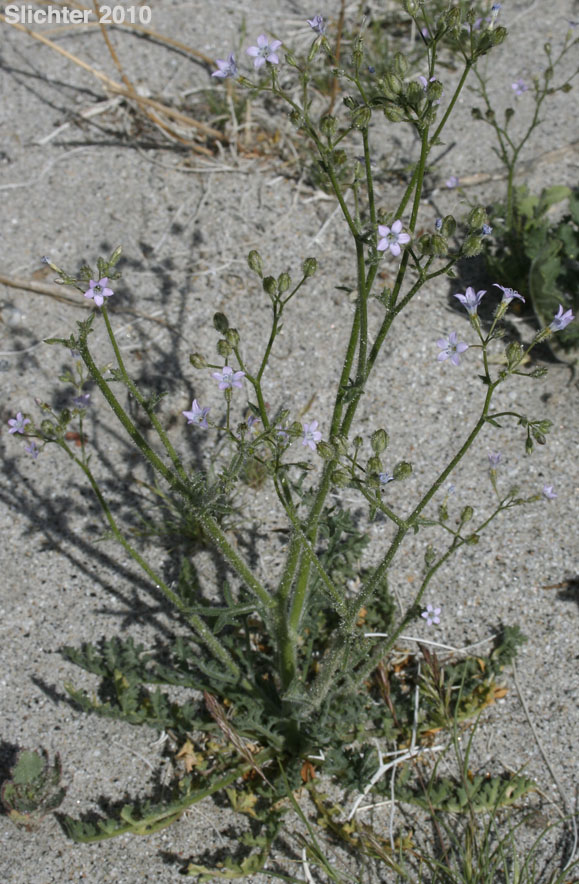 Star Gilia: Gilia stellata