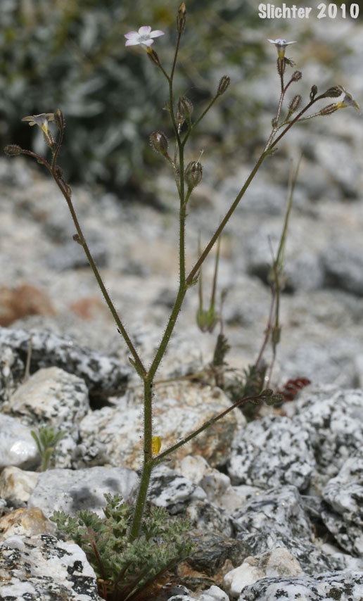 Star Gilia: Gilia stellata