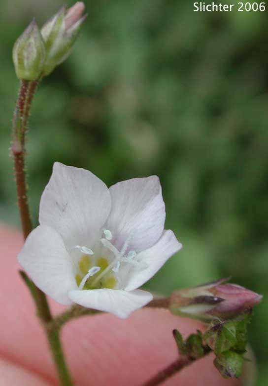Star Gilia: Gilia stellata