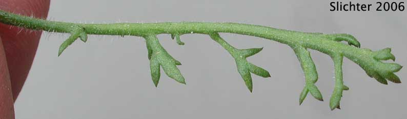 Star Gilia: Gilia stellata