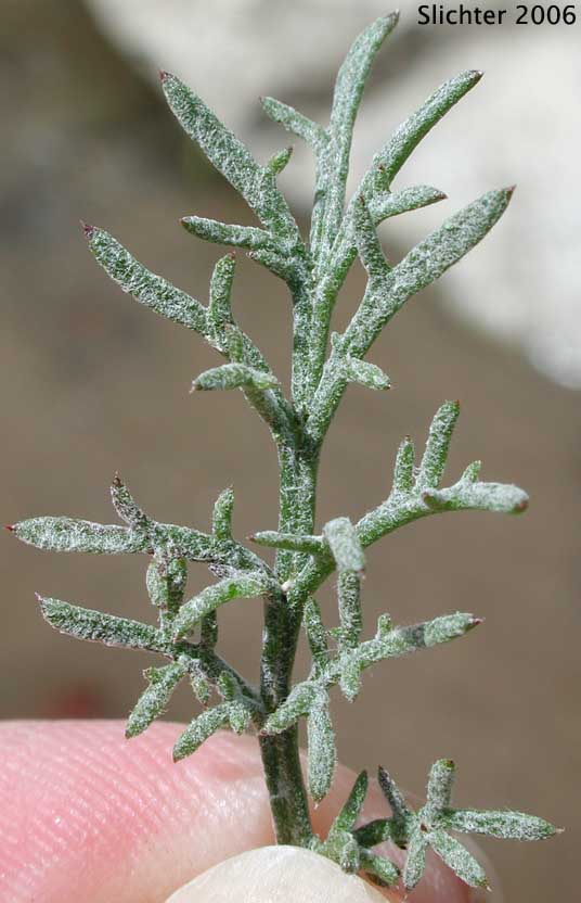 Star Gilia: Gilia stellata