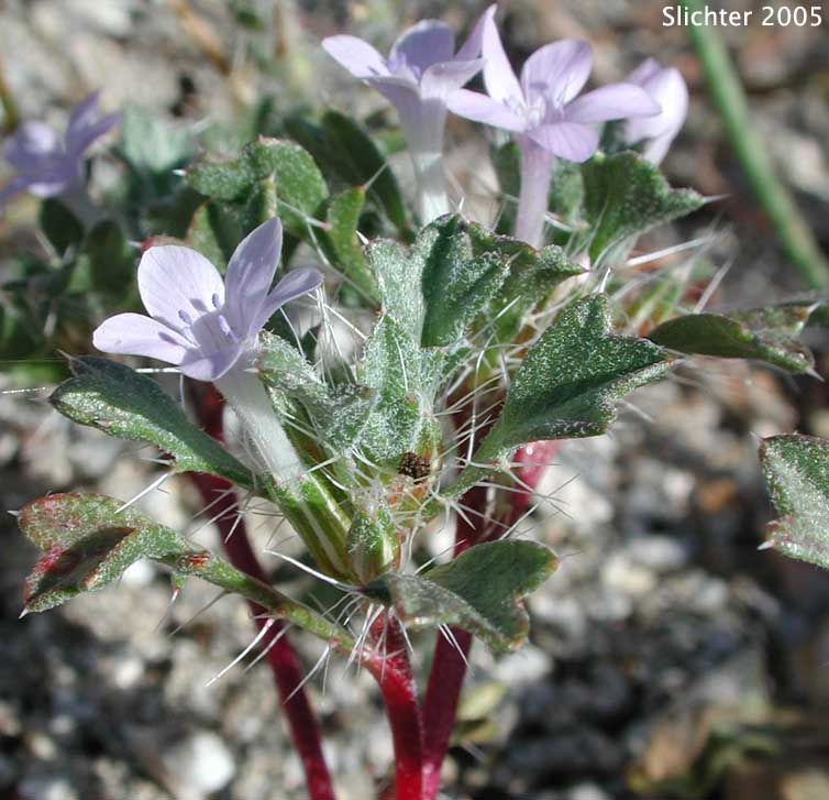 Bristly Langloisia: Langloisia setosissima ssp. setosissima (Synonym: Langloisia setosissima var. campyloclados)