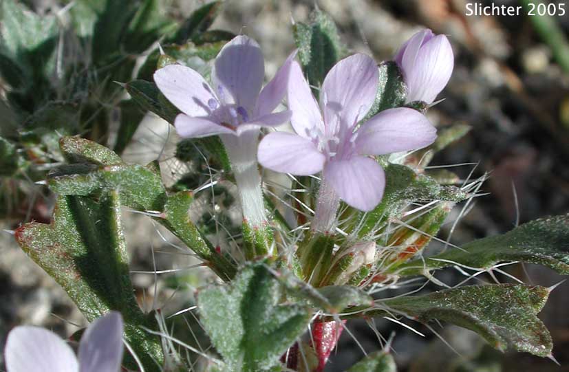 Bristly Langloisia: Langloisia setosissima ssp. setosissima (Synonym: Langloisia setosissima var. campyloclados)