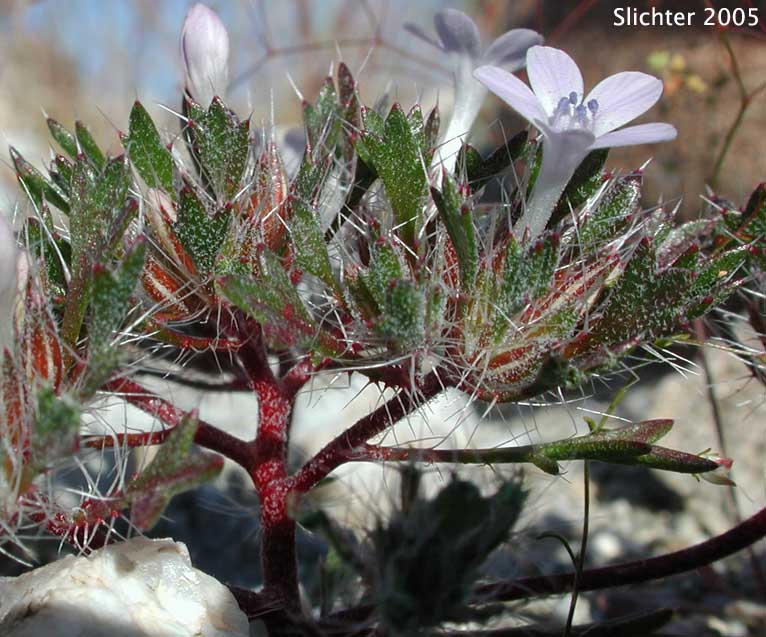 Bristly Langloisia: Langloisia setosissima ssp. setosissima (Synonym: Langloisia setosissima var. campyloclados)