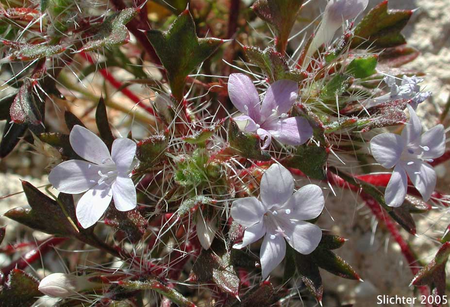 Bristly Langloisia: Langloisia setosissima ssp. setosissima (Synonym: Langloisia setosissima var. campyloclados)