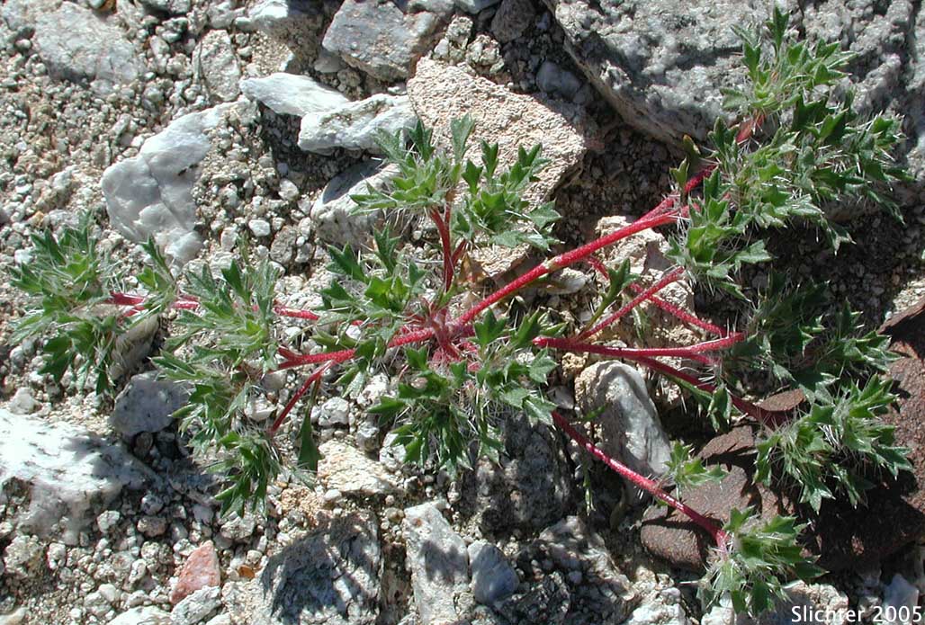Bristly Langloisia: Langloisia setosissima ssp. setosissima (Synonym: Langloisia setosissima var. campyloclados)