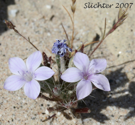 Bristly Langloisia: Langloisia setosissima ssp. setosissima (Synonym: Langloisia setosissima var. campyloclados)