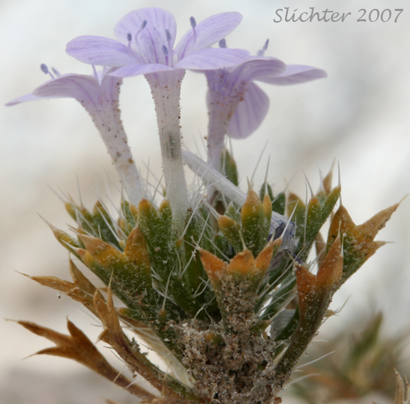 Bristly Langloisia: Langloisia setosissima ssp. setosissima (Synonym: Langloisia setosissima var. campyloclados)