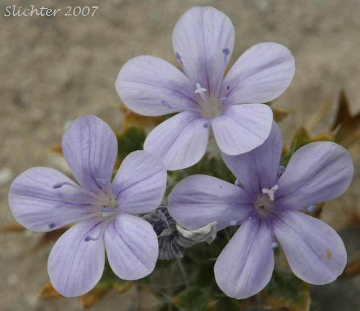 Bristly Langloisia: Langloisia setosissima ssp. setosissima (Synonym: Langloisia setosissima var. campyloclados)