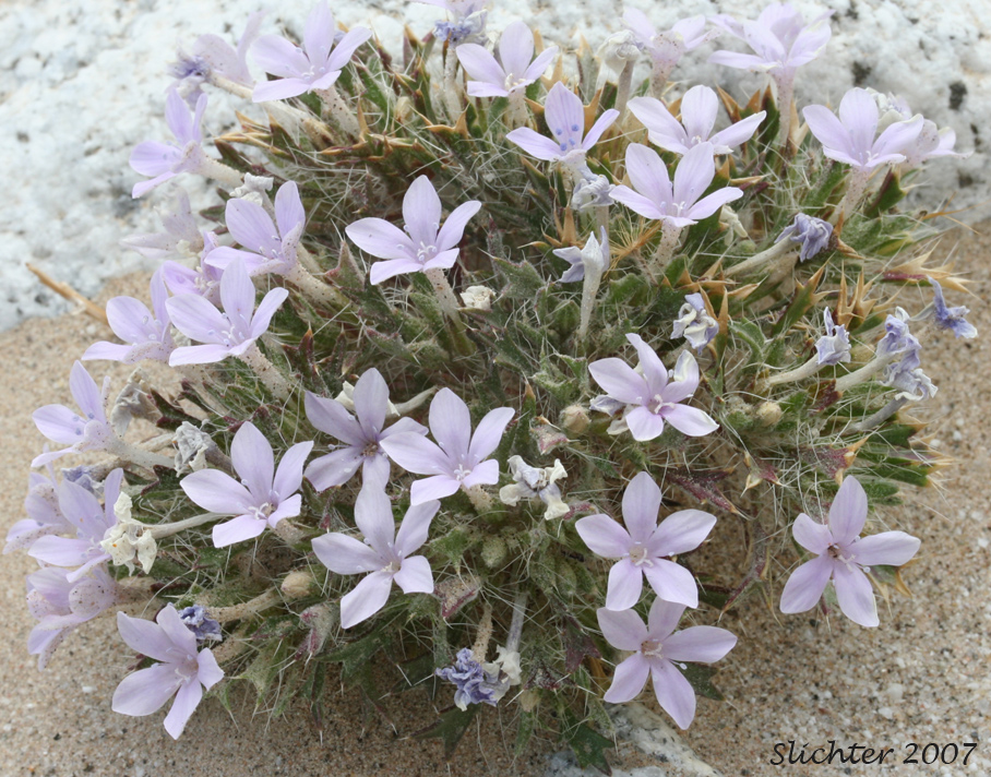 Bristly Langloisia: Langloisia setosissima ssp. setosissima (Synonym: Langloisia setosissima var. campyloclados)