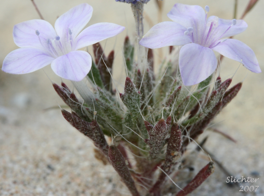 Bristly Langloisia: Langloisia setosissima ssp. setosissima (Synonym: Langloisia setosissima var. campyloclados)