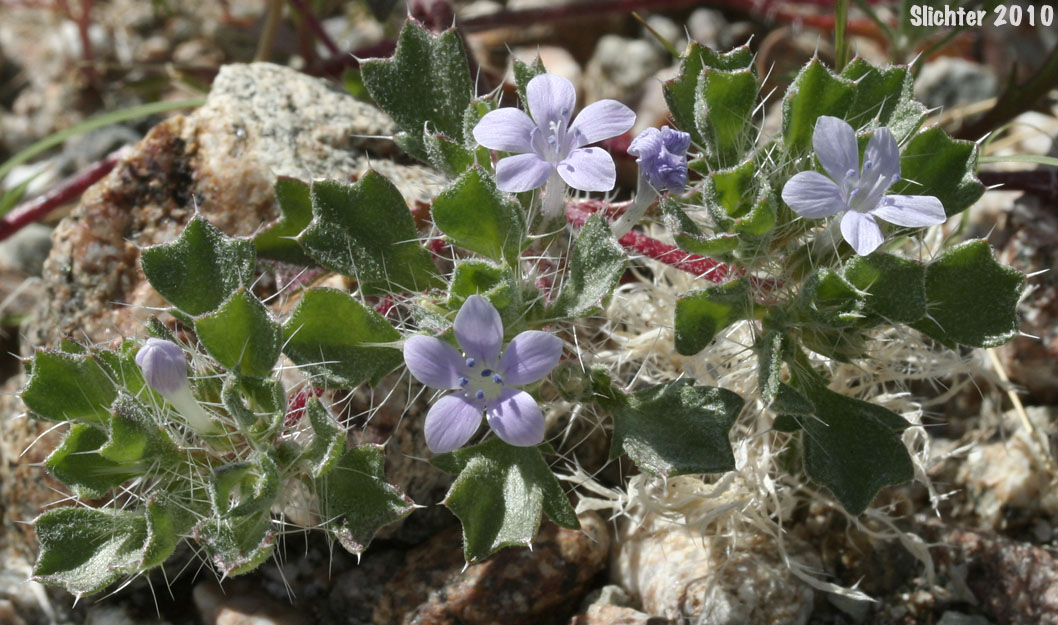 Bristly Langloisia: Langloisia setosissima ssp. setosissima (Synonym: Langloisia setosissima var. campyloclados)