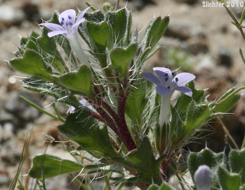 Bristly Langloisia: Langloisia setosissima ssp. setosissima (Synonym: Langloisia setosissima var. campyloclados)