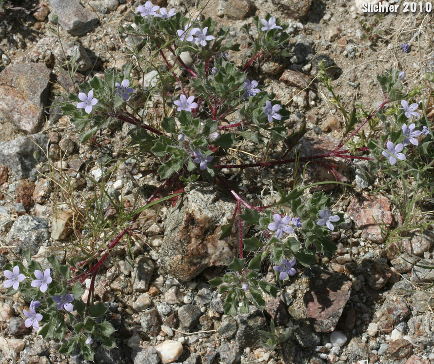 Bristly Langloisia: Langloisia setosissima ssp. setosissima (Synonym: Langloisia setosissima var. campyloclados)
