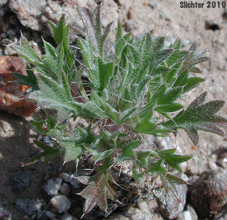 Bristly Langloisia: Langloisia setosissima ssp. setosissima (Synonym: Langloisia setosissima var. campyloclados)