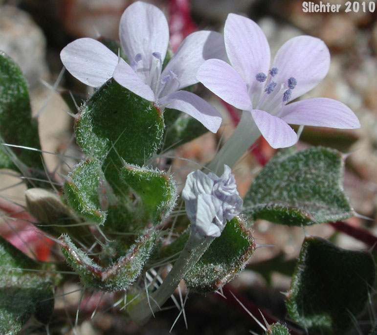 Bristly Langloisia: Langloisia setosissima ssp. setosissima (Synonym: Langloisia setosissima var. campyloclados)