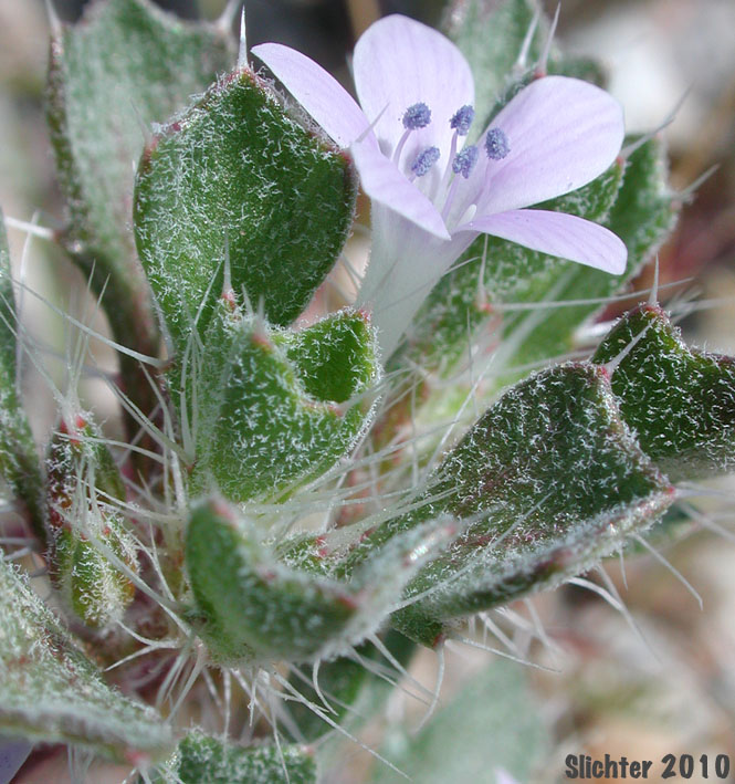 Bristly Langloisia: Langloisia setosissima ssp. setosissima (Synonym: Langloisia setosissima var. campyloclados)