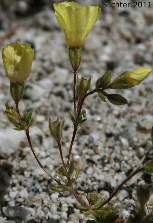 Golden Linanthus: Leptosiphon aureus ssp. aureus (Synonym: Linanthus aureus ssp. aureus)