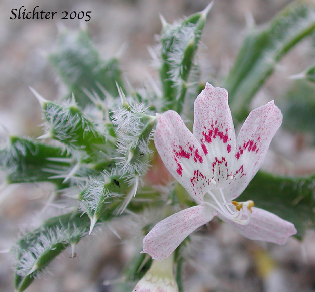 Desert Calico: Loeseliastrum mathewsii (Synonym: Langloisia matthewsii)