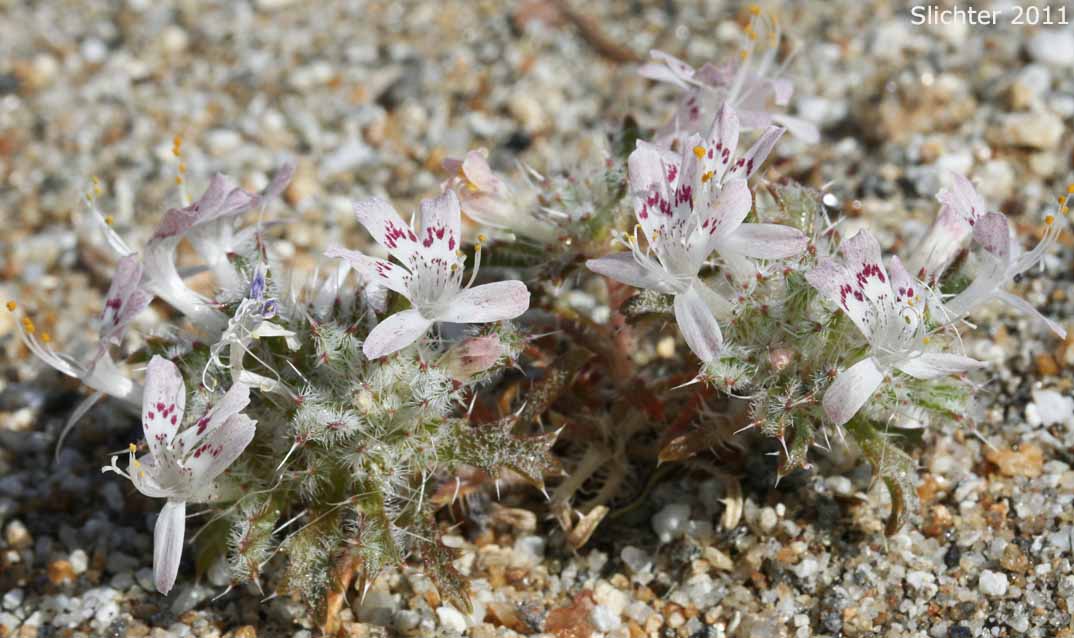 Desert Calico: Loeseliastrum mathewsii (Synonym: Langloisia matthewsii)
