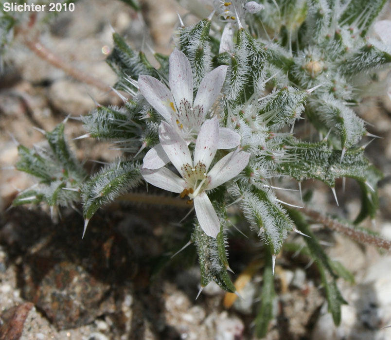 Desert Calico: Loeseliastrum mathewsii (Synonym: Langloisia matthewsii)