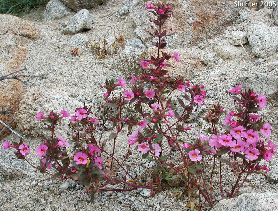 Bigelow's Monkeyflower, Bigelow Mimulus: Diplacus bigelovii var. bigelovii (Synonyms: Eunanus bigelovii, Mimulus bigelovii var. bigelovii, Mimulus bigelovii var. cuspidatus)