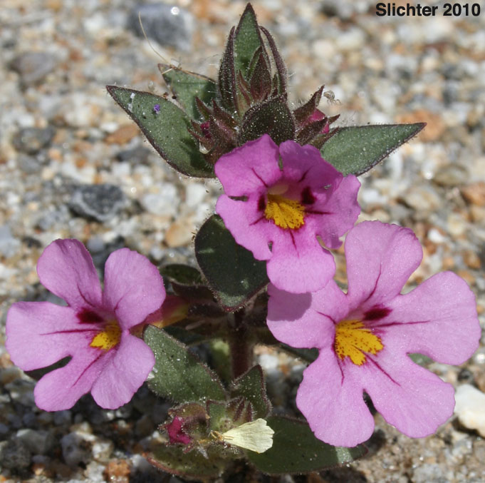 Bigelow's Monkeyflower, Bigelow Mimulus: Diplacus bigelovii var. bigelovii (Synonyms: Eunanus bigelovii, Mimulus bigelovii var. bigelovii, Mimulus bigelovii var. cuspidatus)
