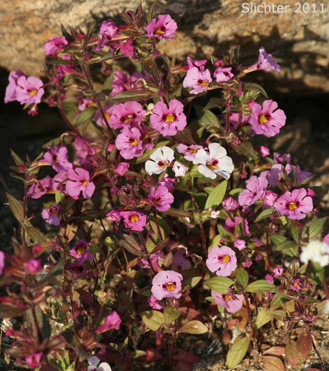 Bigelow's Monkeyflower, Bigelow Mimulus: Diplacus bigelovii var. bigelovii (Synonyms: Eunanus bigelovii, Mimulus bigelovii var. bigelovii, Mimulus bigelovii var. cuspidatus)
