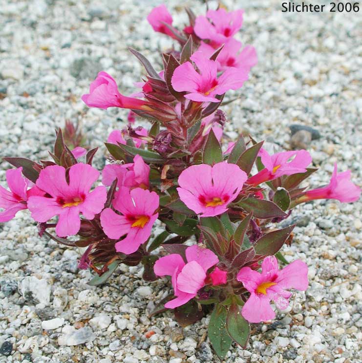 Bigelow's Monkeyflower, Bigelow Mimulus: Diplacus bigelovii var. bigelovii (Synonyms: Eunanus bigelovii, Mimulus bigelovii var. bigelovii, Mimulus bigelovii var. cuspidatus)