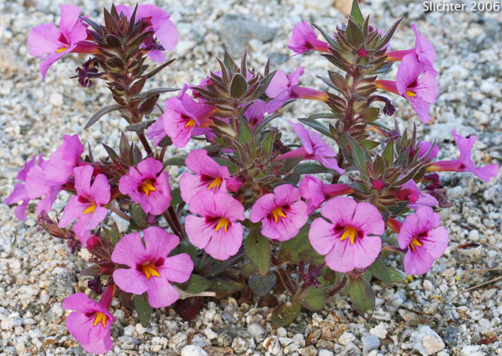 Bigelow's Monkeyflower, Bigelow Mimulus: Diplacus bigelovii var. bigelovii (Synonyms: Eunanus bigelovii, Mimulus bigelovii var. bigelovii, Mimulus bigelovii var. cuspidatus)