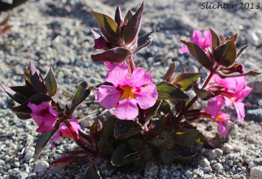Bigelow's Monkeyflower, Bigelow Mimulus: Mimulus bigelovii var. bigelovii (Synonyms: Eunanus bigelovii, Mimulus bigelovii var. cuspidatus)