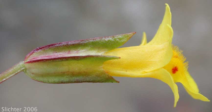 Common Monkeyflower, Seep Monkeyflower: Erythranthe guttata (Synonyms: Mimulus clementinus; Mimulus equinus; Mimulus glabratus var. adscendens; Mimulus grandiflorus; Mimulus guttatus; Mimulus guttatus subsp. haidensis; Mimulus guttatus var. puberulus; Mimulus hirsutus; Mimulus langsdorffii; Mimulus langsdorffii var. argutus; Mimulus langsdorffii var. californicus; Mimulus langsdorffii var. guttatus; Mimulus langsdorffii var. minimus; Mimulus langsdorffii var. platyphyllus; Mimulus lyratus; Mimulus paniculatus; Mimulus petiolaris; Mimulus prionophyllus; Mimulus puberulus; Mimulus rivularis)