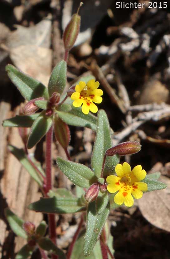 Snouted Monkey Flower: Mimetanthe pilosa (Synonyms: Herpestris pilosa, Mimulus pilosus)