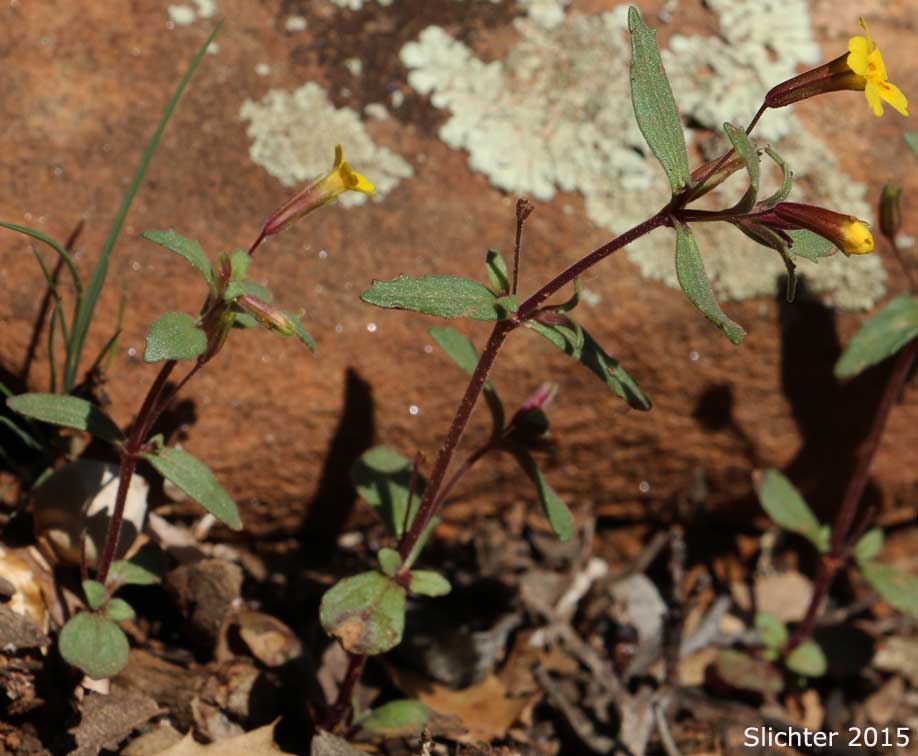 Snouted Monkey Flower: Mimetanthe pilosa (Synonyms: Herpestris pilosa, Mimulus pilosus)