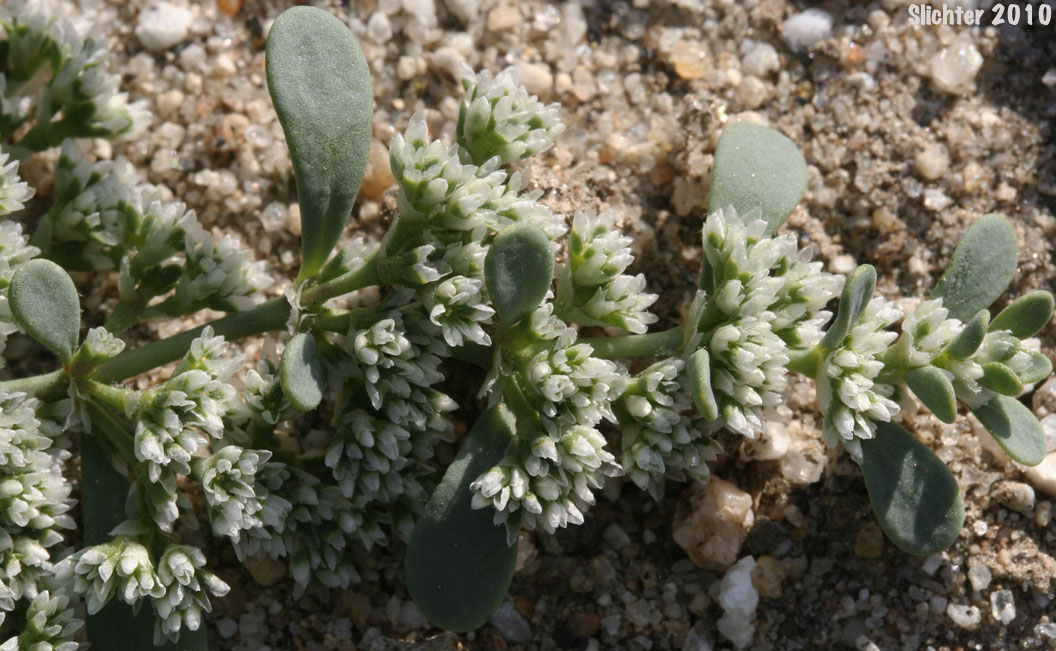 Frost Mat, Onyxflower: Achronychia cooperi