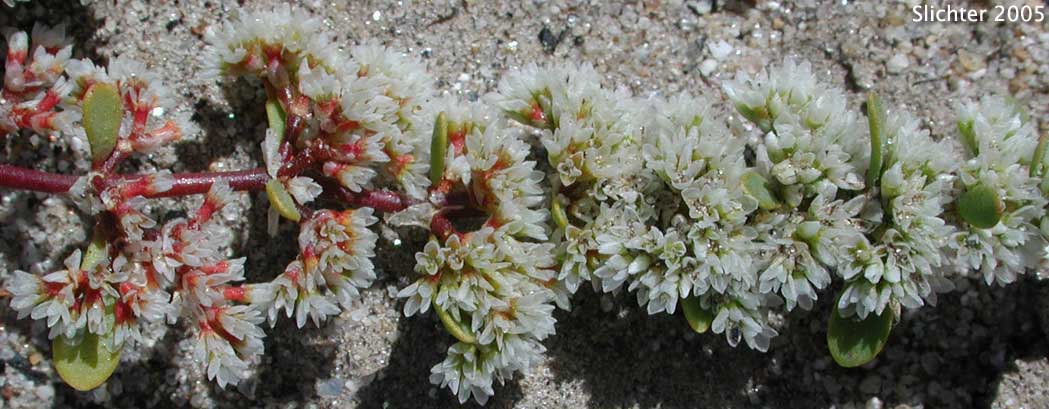 Frost Mat, Onyxflower: Achronychia cooperi