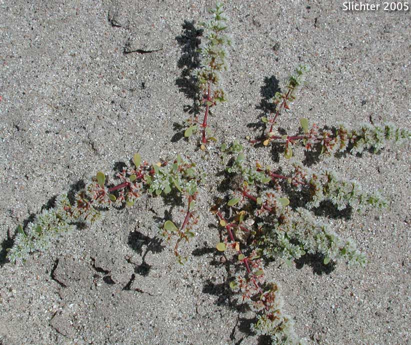 Frost Mat, Onyxflower: Achronychia cooperi