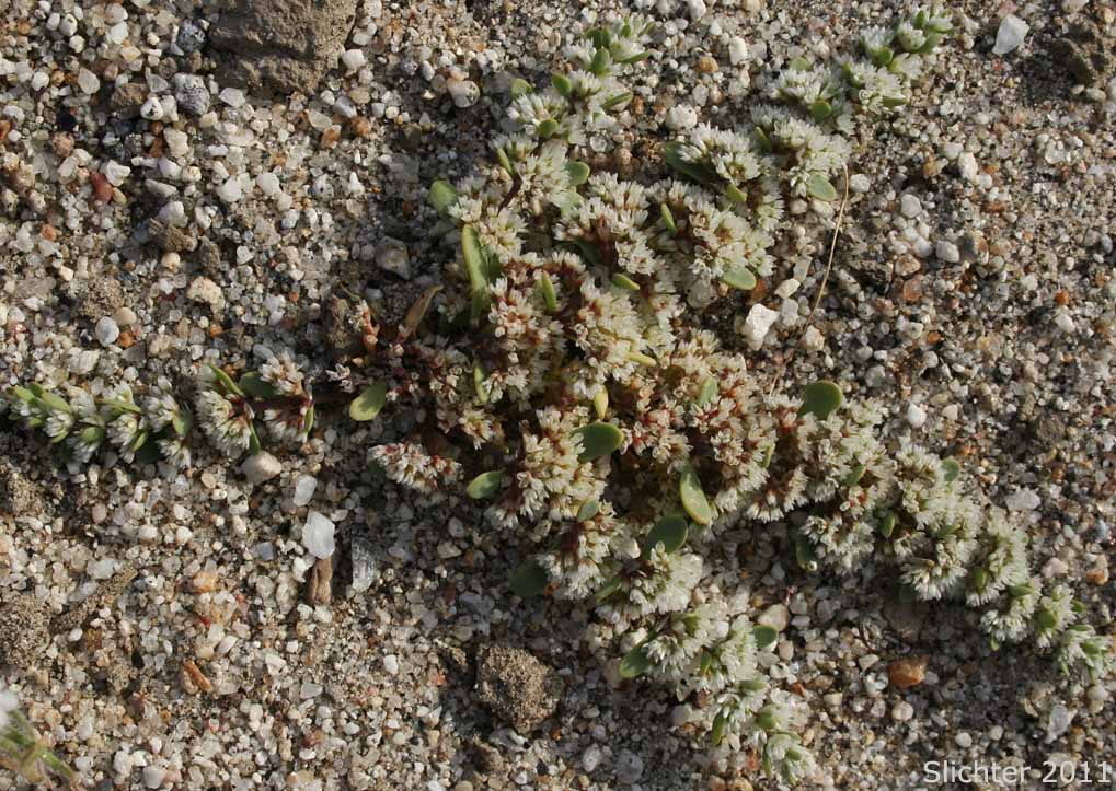Frost Mat, Onyxflower: Achronychia cooperi