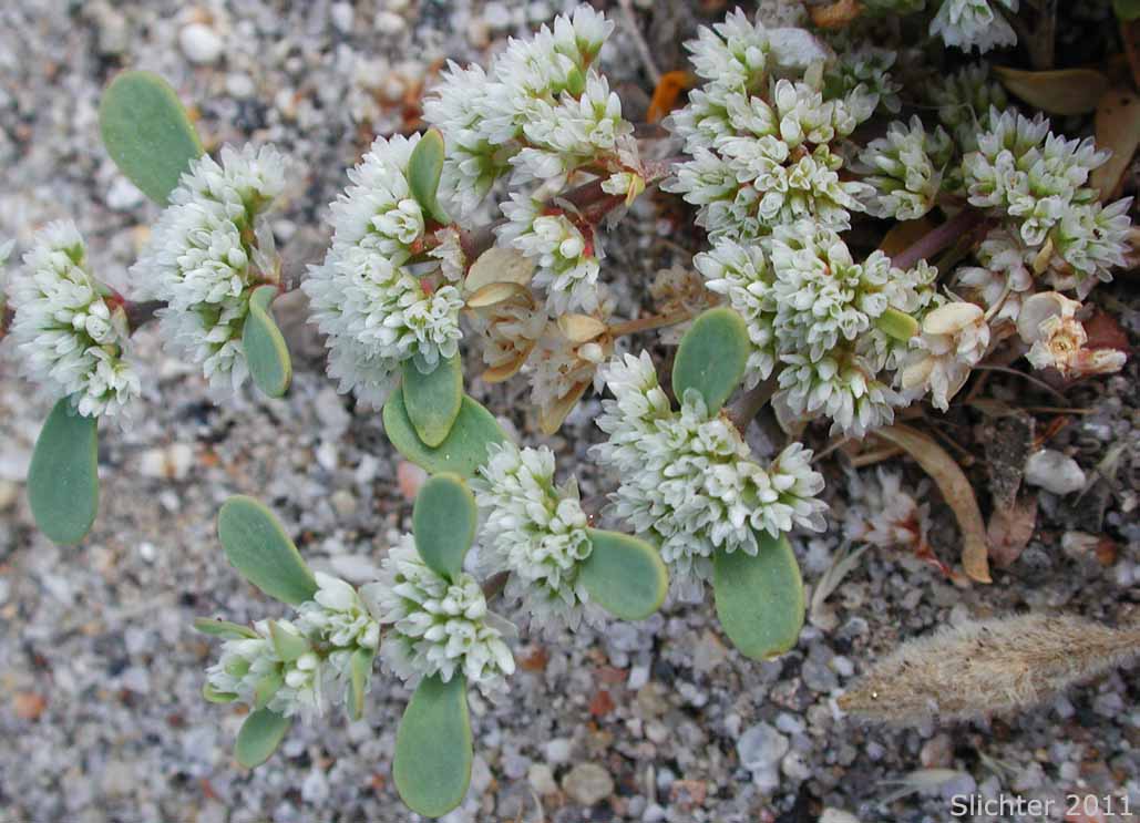 Frost Mat, Onyxflower: Achronychia cooperi